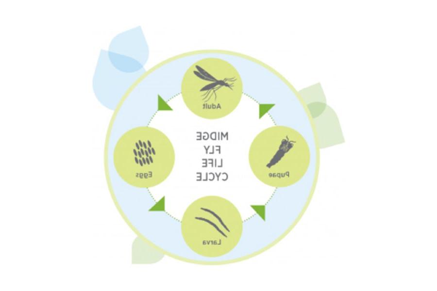 Midge Fly Lifecycle